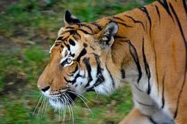 Fototapeta trawa portret zwierzę tygrys natura