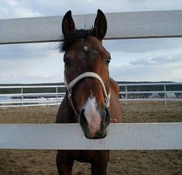 Fotoroleta koń grzywa piękny twarz