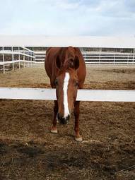 Fotoroleta koń oko grzywa zwierzę