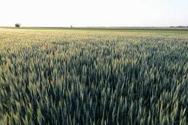 Fototapeta ziarno pole rolnictwo zboże pszenica
