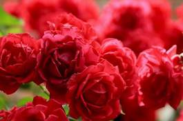 Obraz na płótnie ogród miłość bukiet kwiat rose
