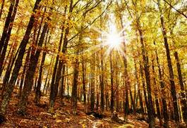 Naklejka drzewa słońce las jesień sezon