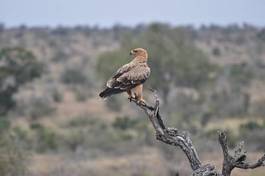 Naklejka safari republika południowej afryki zwierzę dziki ptak