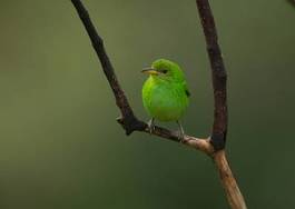Naklejka drzewa kostaryka ptak zielony