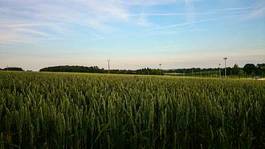Fotoroleta pszenica natura rolnictwo pole