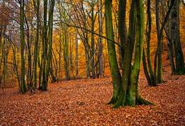 Naklejka jesień las drzewa pień listopad