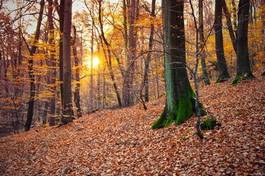 Naklejka jesień drzewa las buk pień