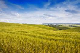 Naklejka natura lato włochy toskania rolnictwo