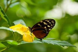 Fotoroleta roślina kwiat motyl kolorowy