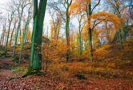 Fototapeta las drzewa jesień buk jura