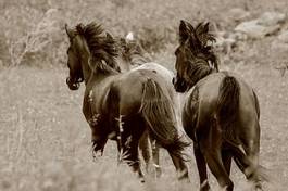 Fotoroleta pastwisko koń japonia zwierzę massa