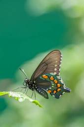 Obraz na płótnie motyl natura azja owad