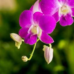 Fotoroleta storczyk kwiat roślina bukiet