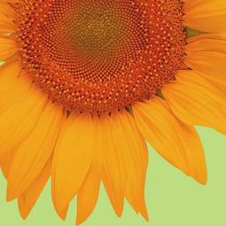 Obraz na płótnie słonecznik kwiat na białym tle  