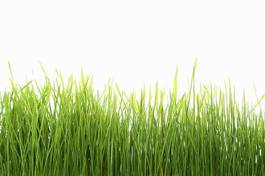 Naklejka wzór trawa łąka pole natura