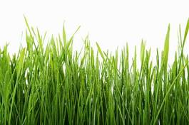 Naklejka widok roślina łąka trawa