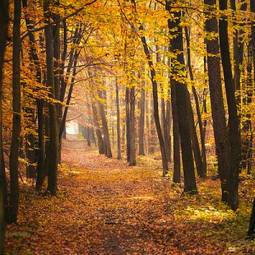 Naklejka las jesień drzewa ścieżka droga
