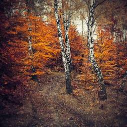 Fotoroleta krzew ścieżka jesień brzoza