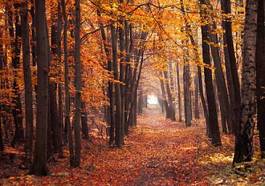 Fotoroleta jesień ścieżka droga las