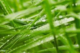 Naklejka green grass
