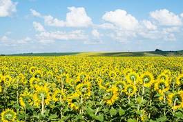 Obraz na płótnie sunflower field