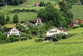 Naklejka winorośl lato rolnictwo krajobraz szwajcaria