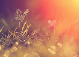 Obraz na płótnie lato retro motyl kwiat drzewa