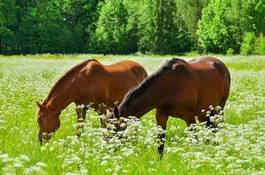 Naklejka pastwisko koń łąka lato