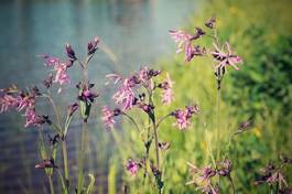 Fototapeta kwiat łąka dziki lato natura