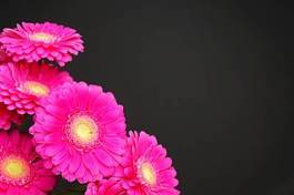 Obraz na płótnie roślina gerbera kwiat