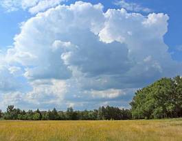 Fotoroleta trawa widok łąka niebo brzoza