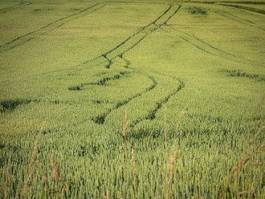 Obraz na płótnie rolnictwo jedzenie droga roślina pole