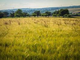 Naklejka pole krajobraz jęczmień pszenica rolnictwo