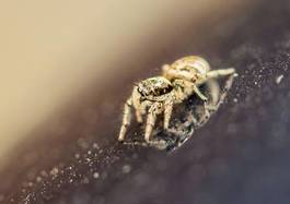 Fototapeta pająk natura fauna zwierzę