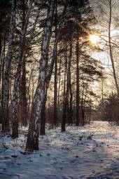 Fotoroleta las drzewa lód