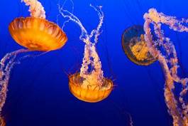 Fotoroleta zwierzę ryba meduza