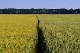 Naklejka wheat field on a summer day