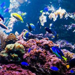 Obraz na płótnie morze podwodne zwierzę koral