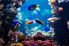 Naklejka podwodne ryba koral egzotyczny dziki