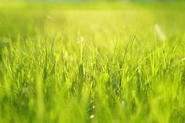 Obraz na płótnie natura trawa łąka