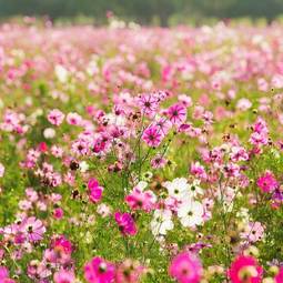 Fototapeta łąka kwitnący stokrotka kosmos kwiat