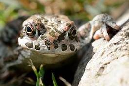 Obraz na płótnie natura płaz zwierzę wilgotny żaba