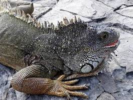 Obraz na płótnie gad morze gekko bajka