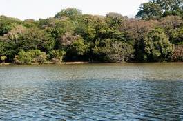 Obraz na płótnie ogród brazylia park drzewa ameryka południowa