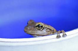 Obraz na płótnie fauna natura żaba lato