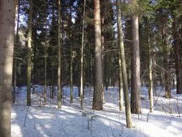 Naklejka las słońce śnieg drzewa