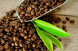 Naklejka kawa surowiec liść fasola