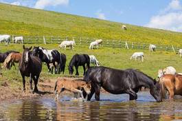 Obraz na płótnie napój zwierzę jezioro krowa