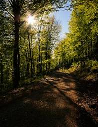 Naklejka las droga słońce drzewa pejzaż