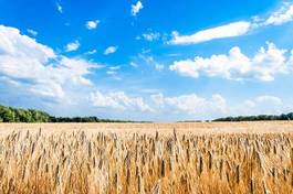 Fotoroleta rolnictwo żniwa łąka